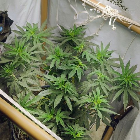 24k GOLD foto / banco: cannabiorganic growlog timeline photo