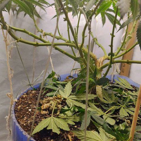 24k GOLD foto / banco: cannabiorganic growlog timeline photo