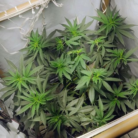 24k GOLD foto / banco: cannabiorganic growlog timeline photo