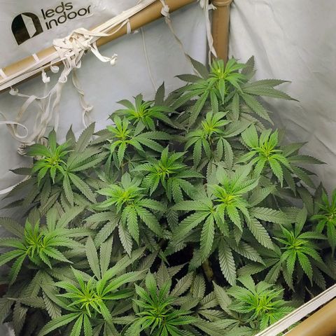 24k GOLD foto / banco: cannabiorganic growlog timeline photo