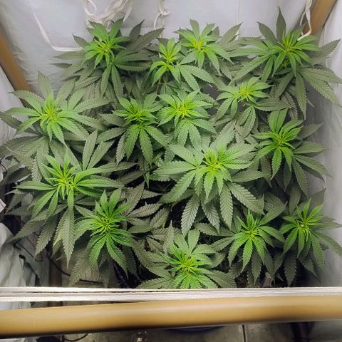 24k GOLD foto / banco: cannabiorganic growlog timeline photo