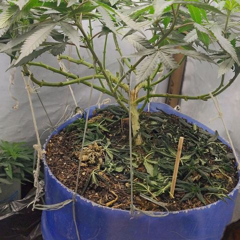 24k GOLD foto / banco: cannabiorganic growlog timeline photo