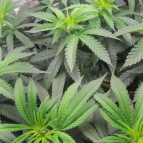 24k GOLD foto / banco: cannabiorganic growlog timeline photo