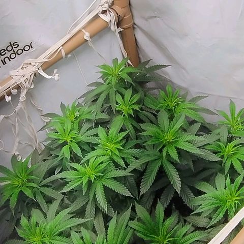 24k GOLD foto / banco: cannabiorganic growlog timeline photo