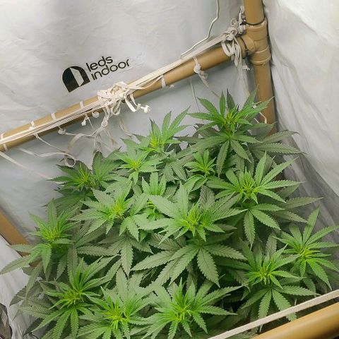 24k GOLD foto / banco: cannabiorganic growlog photo: Scrog montada 