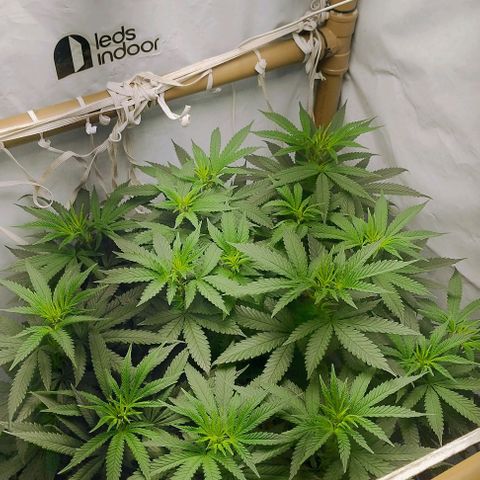 24k GOLD foto / banco: cannabiorganic growlog photo: Scrog montada 