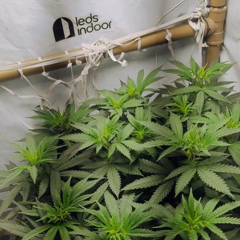 24k GOLD foto / banco: cannabiorganic growlog photo: Scrog montada 