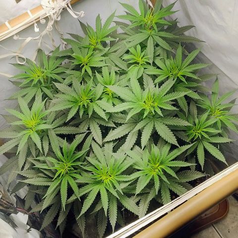 24k GOLD foto / banco: cannabiorganic growlog photo: Scrog montada 
