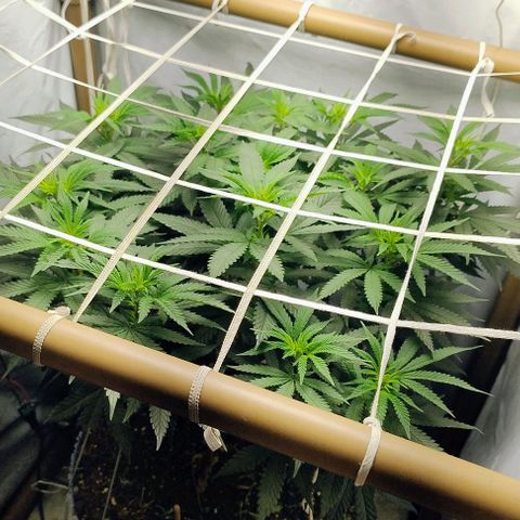 24k GOLD foto / banco: cannabiorganic growlog photo: Scrog montada 