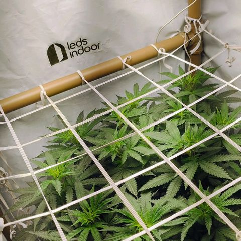 24k GOLD foto / banco: cannabiorganic growlog photo: Scrog montada 