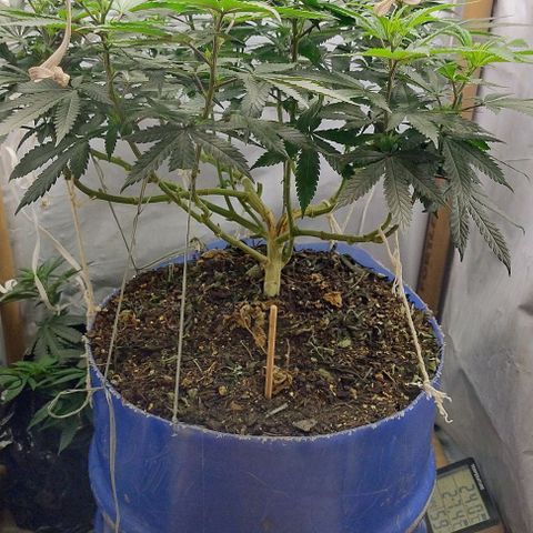 24k GOLD foto / banco: cannabiorganic growlog photo: Scrog montada 