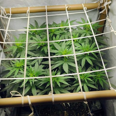 24k GOLD foto / banco: cannabiorganic growlog photo: Scrog montada 