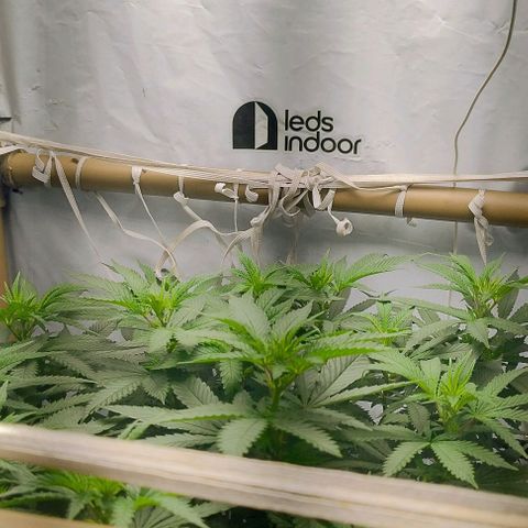 24k GOLD foto / banco: cannabiorganic growlog photo: Scrog montada 