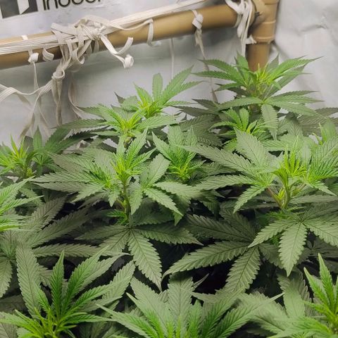 24k GOLD foto / banco: cannabiorganic growlog photo: Scrog montada 