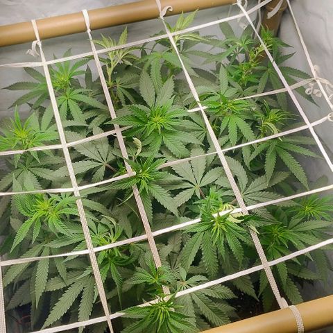 24k GOLD foto / banco: cannabiorganic growlog timeline photo