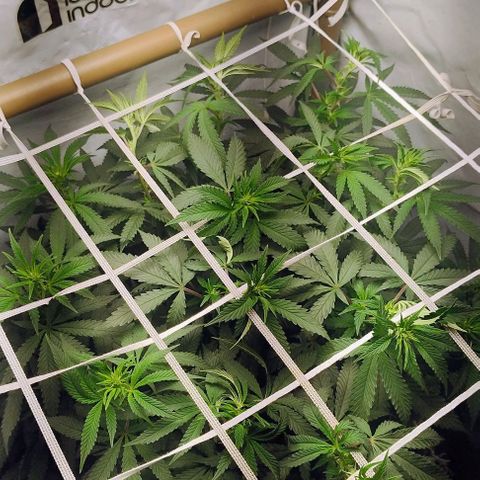 24k GOLD foto / banco: cannabiorganic growlog timeline photo