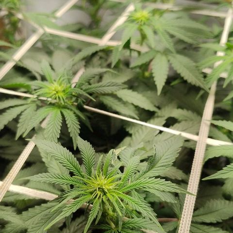 24k GOLD foto / banco: cannabiorganic growlog timeline photo