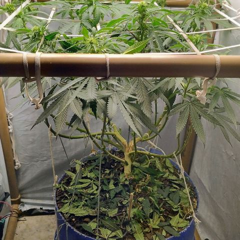 24k GOLD foto / banco: cannabiorganic growlog timeline photo