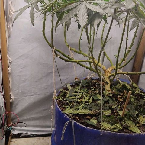 24k GOLD foto / banco: cannabiorganic growlog timeline photo