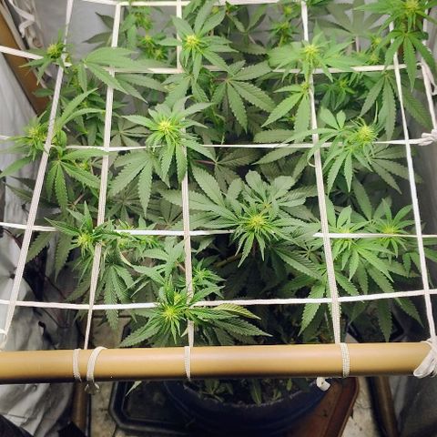 24k GOLD foto / banco: cannabiorganic growlog timeline photo