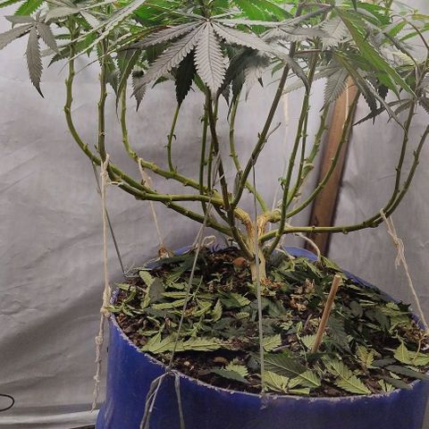 24k GOLD foto / banco: cannabiorganic growlog timeline photo