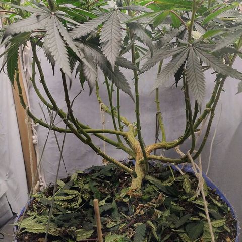 24k GOLD foto / banco: cannabiorganic growlog timeline photo