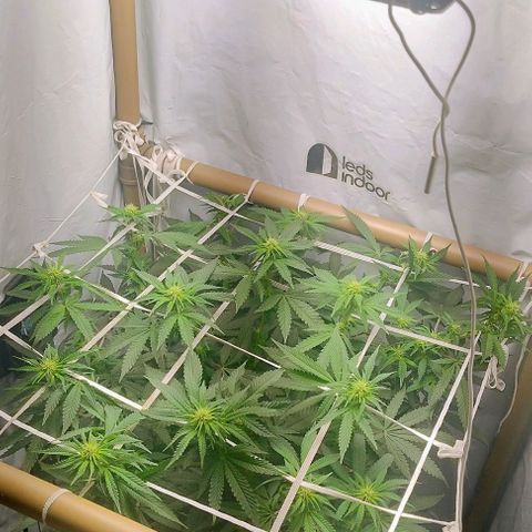 24k GOLD foto / banco: cannabiorganic growlog photo: Um dia pós , poda canela e folhear superior, tá vindo bem a pré flora.