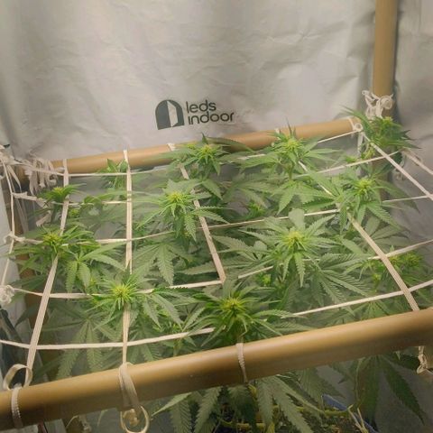 24k GOLD foto / banco: cannabiorganic growlog photo: Um dia pós , poda canela e folhear superior, tá vindo bem a pré flora.