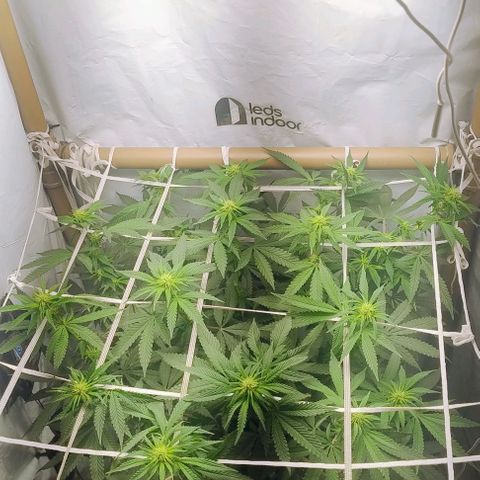 24k GOLD foto / banco: cannabiorganic growlog photo: Um dia pós , poda canela e folhear superior, tá vindo bem a pré flora.