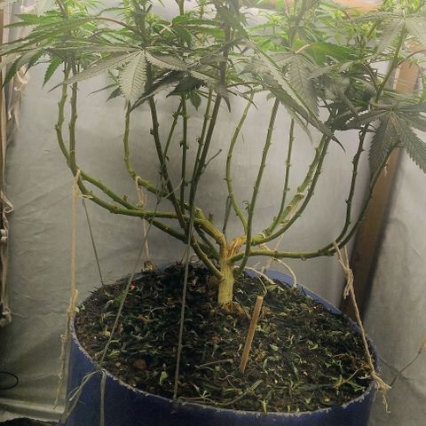 24k GOLD foto / banco: cannabiorganic growlog photo: Um dia pós , poda canela e folhear superior, tá vindo bem a pré flora.