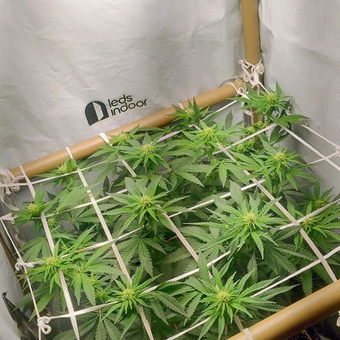 24k GOLD foto / banco: cannabiorganic growlog timeline photo