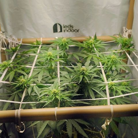 24k GOLD foto / banco: cannabiorganic growlog timeline photo