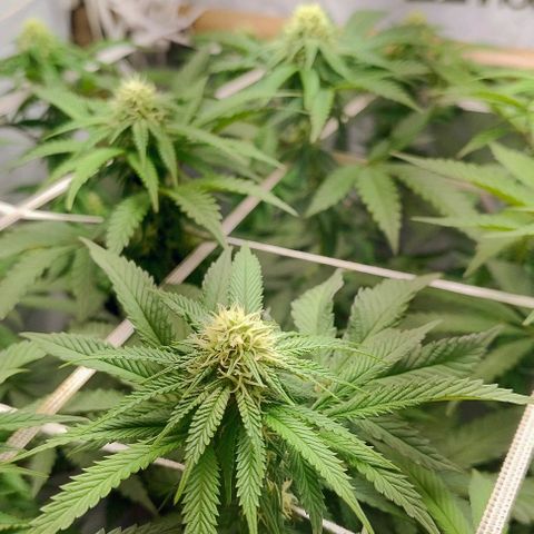 24k GOLD foto / banco: cannabiorganic growlog timeline photo