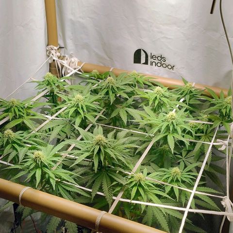 24k GOLD foto / banco: cannabiorganic growlog timeline photo