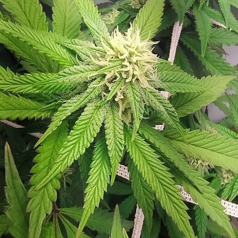 24k GOLD foto / banco: cannabiorganic growlog timeline photo