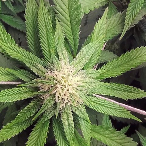 24k GOLD foto / banco: cannabiorganic growlog timeline photo