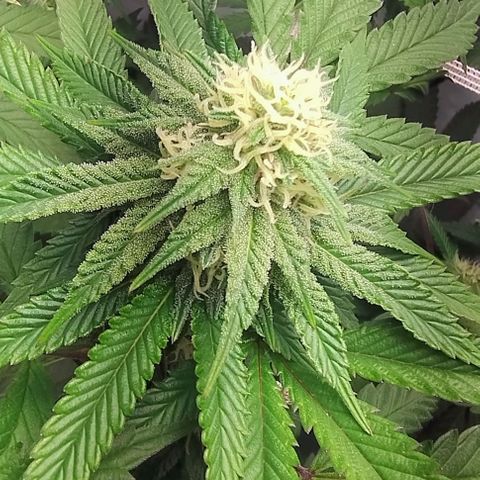 24k GOLD foto / banco: cannabiorganic growlog timeline photo