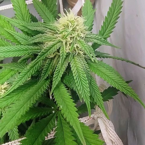 24k GOLD foto / banco: cannabiorganic growlog timeline photo