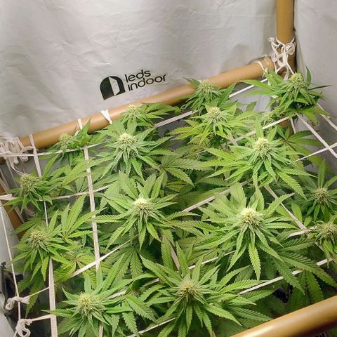 24k GOLD foto / banco: cannabiorganic growlog timeline photo