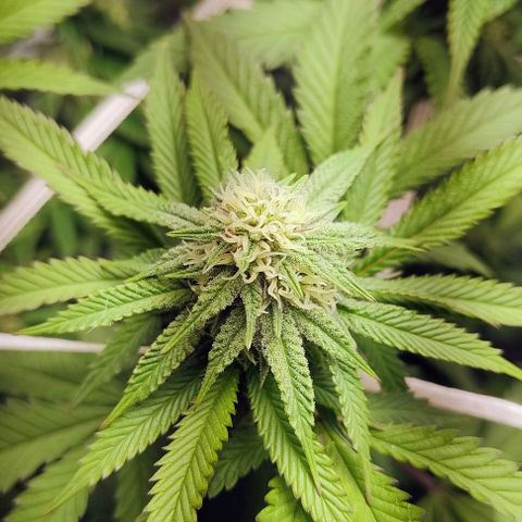 24k GOLD foto / banco: cannabiorganic growlog timeline photo