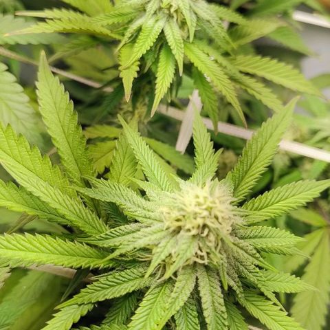 24k GOLD foto / banco: cannabiorganic growlog timeline photo