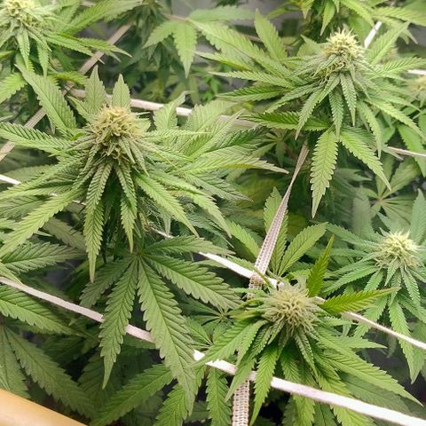 24k GOLD foto / banco: cannabiorganic growlog timeline photo