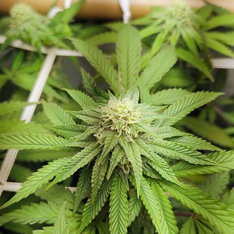 24k GOLD foto / banco: cannabiorganic growlog timeline photo