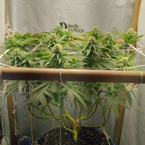 24k GOLD foto / banco: cannabiorganic growlog timeline photo