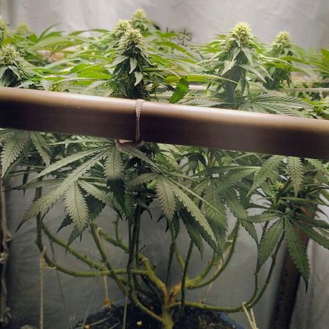 24k GOLD foto / banco: cannabiorganic growlog timeline photo