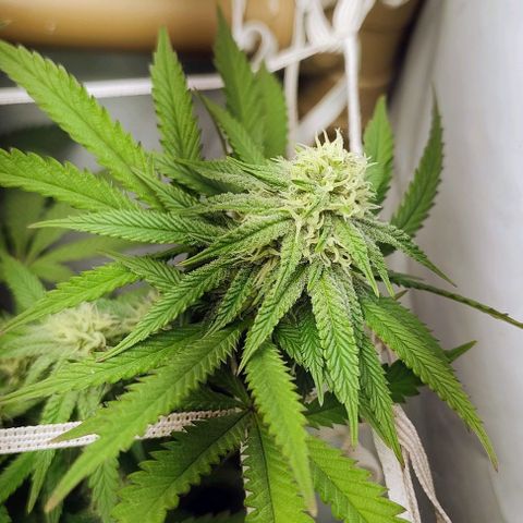 24k GOLD foto / banco: cannabiorganic growlog timeline photo
