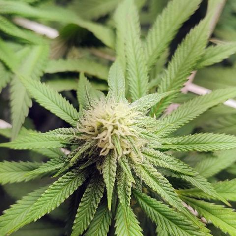 24k GOLD foto / banco: cannabiorganic growlog timeline photo