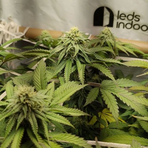 24k GOLD foto / banco: cannabiorganic growlog timeline photo
