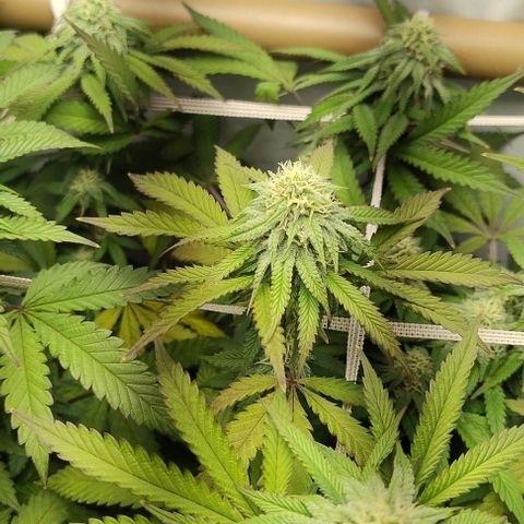 24k GOLD foto / banco: cannabiorganic growlog timeline photo