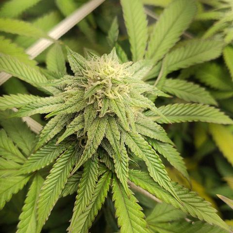 24k GOLD foto / banco: cannabiorganic growlog timeline photo